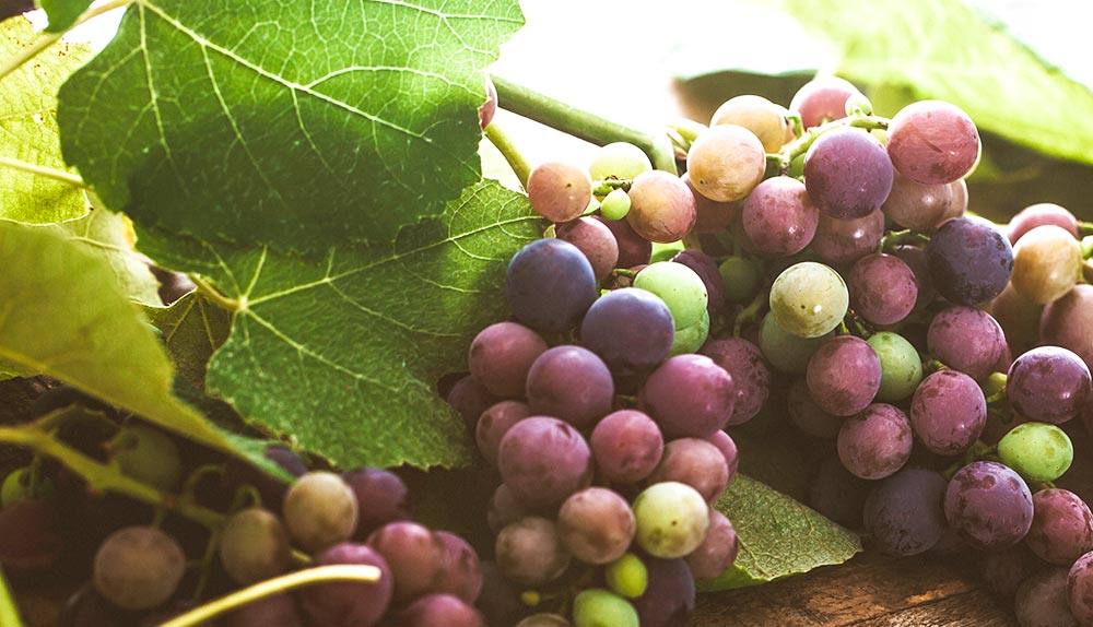 qué es el envero de la uva