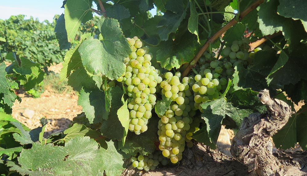 uva blanca chardonnay